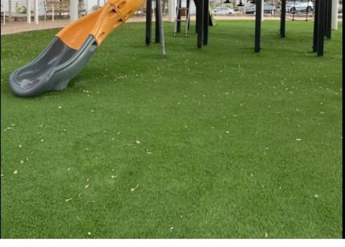 שחף ברוזמרין