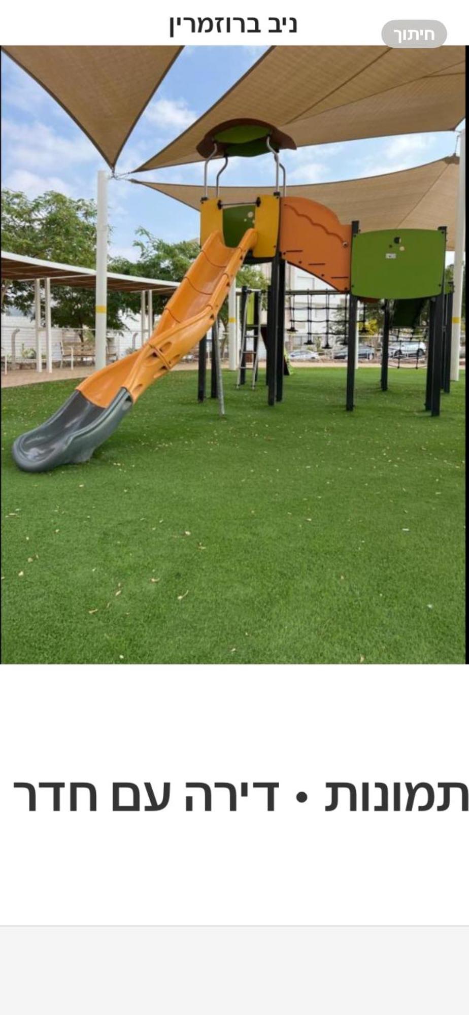 שחף ברוזמרין *